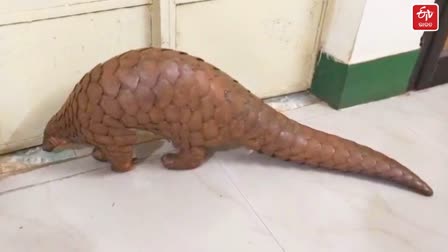 LIVE PANGOLIN RESCUE