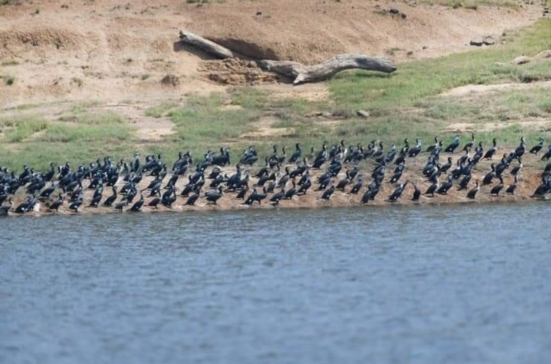 Tawa reservoir Ramsar wetland