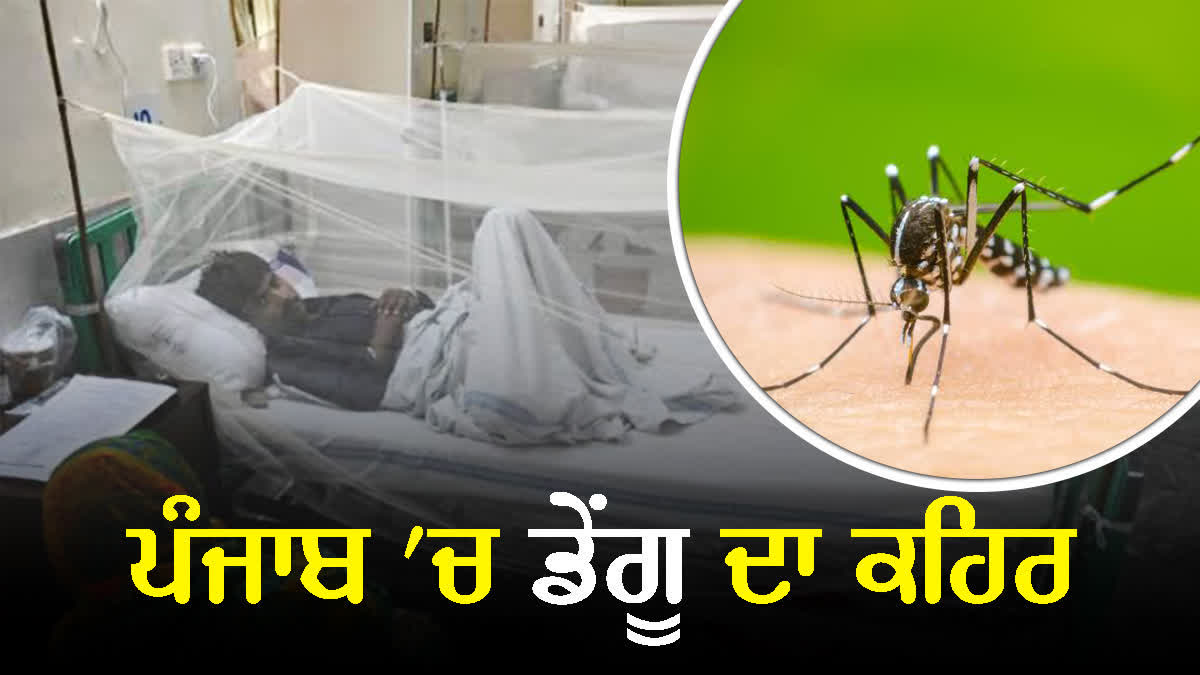 Dengue In Punjab, Dengue in Punjab 2023