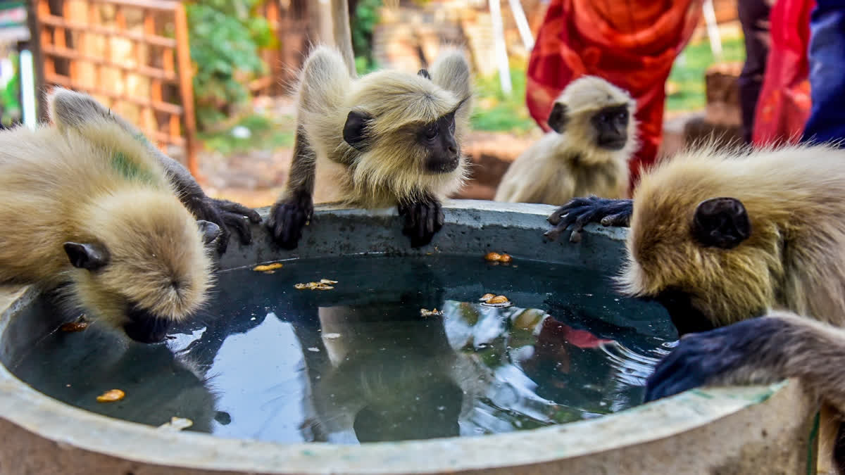 Gray langur  Hanuman Monkey  Hanuman Monkeys in Trivandrum Zoo  Four New Hanuman Monkeys in Trivandrum Zoo  Trivandrum Zoo Hanuman Monkeys  ഹനുമാന്‍ കുരങ്ങ്  തിരുവനന്തപുരം മൃഗശാല  തിരുവനന്തപുരം മൃഗശാല ഹനുമാന്‍ കുരങ്ങ്  തിരുവനന്തപുരം സൂ  ഹനുമാന്‍ കുരങ്ങുകള്‍