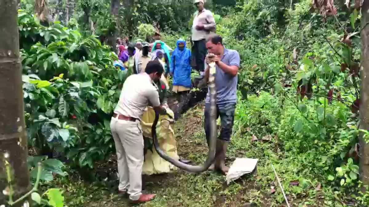 king cobra captured in Chikkamagaluru