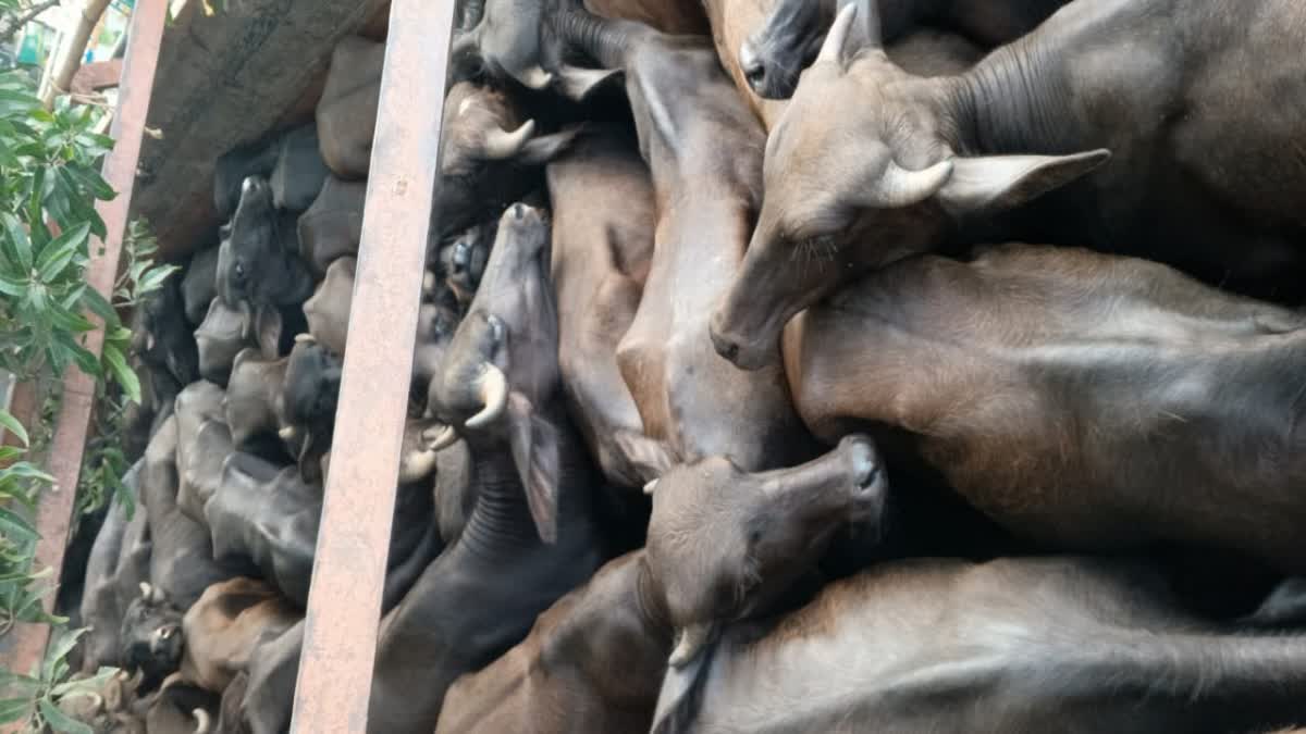 police recovered 38 cattle in hazaribag