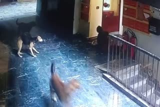 Dog Attack Woman Viral Video