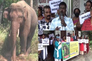 അരിക്കൊമ്പൻ ഫാൻസ്  Arikomban Fans  Arikomban be brought back  അരിക്കൊമ്പനെ തിരികെ എത്തിക്കണം  പ്രതിഷേധവുമായി അരിക്കൊമ്പൻ ഫാൻസ്  Indian elephant from Kerala  Elephant fans  അരിക്കൊമ്പൻ സ്നേഹികൾ  അരികൊമ്പന്‍റെ ശല്യം  Arikomban Fans Protest