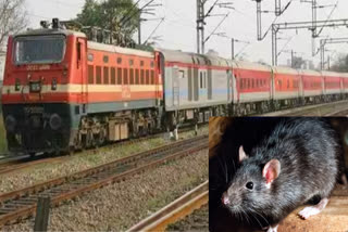 लखनऊ रेलमंडल ने पकड़े 168 चूहे