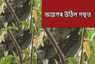Pythons rescued in Assam