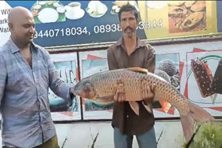 Rare_Fish_Caught_Fisherman_Net_in_Sileru_River