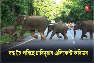 Chariduar Elephant Corridor