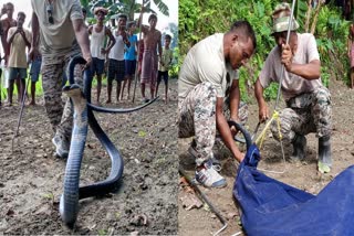 King Cobra Recovered