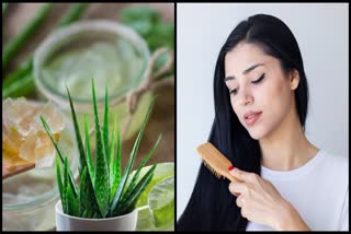 Aloe Vera for Hair Care News