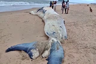 two whale carcasses were found on honnavar beach