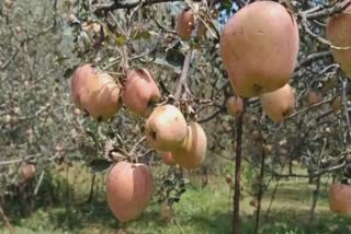 inclement-weather-triggered-massive-losses-in-shopian-fruit-growers-seek-relief
