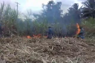 One and a half acre sugarcane crop was burnt after the electric wire fell