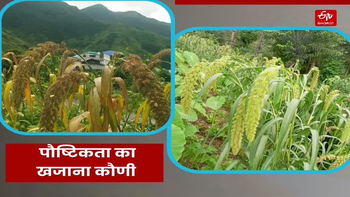 Uttarakhand Kauni Crop Production