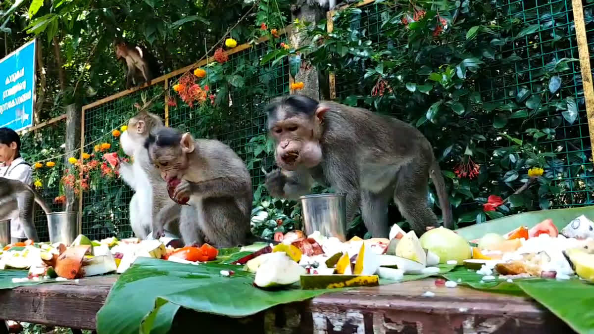 EDAYILEKKADU MONKEY ONAM SADHYA  വാനരന്മാർക്ക് ഓണസദ്യ  MALAYALAM LATEST NEWS  Onam Feast For Monkeys In Kasaragod