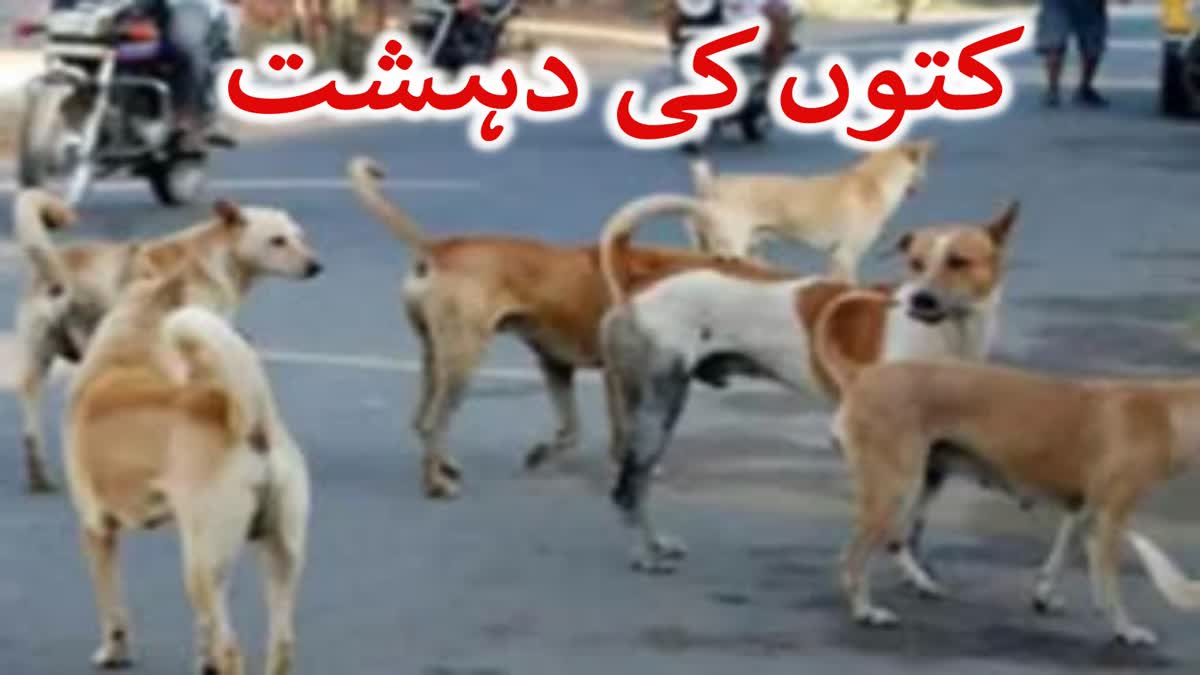 Stray Dogs Attacks