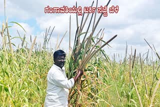 ಟರ್ಕಿ ದೇಶದ ಸಜ್ಜೆ ಬೆಳೆದು ಯಶಸ್ವಿಯಾದ ಗಂಗಾವತಿ ರೈತ