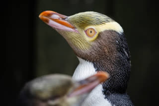 The Yellow-eyed penguin or Hoiho has been named New Zealand's Bird of the Year. With a significant 78 per cent decline in its population over the past 15 years, the victory aims to raise awareness and support for this endangered species.