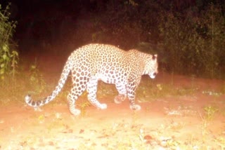 Leopard in Rajahmundry Updates