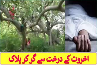 A man died after falling from a walnut tree in Ganderbal