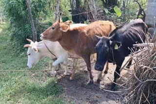 PAHARI COW COUNTING