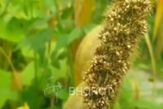 A millet crop ready for harvesting