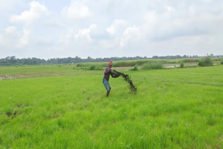 Application of basic slag and fly ash based value added product in agricultural fields.