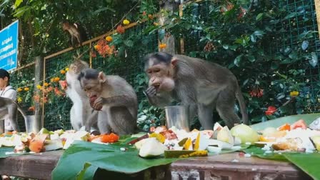 Onam Feast Served To Monkeys In Kasaragod