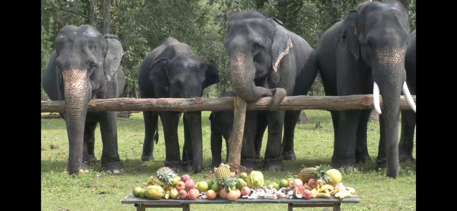 Kanha ELEPHANT FESTIVAL