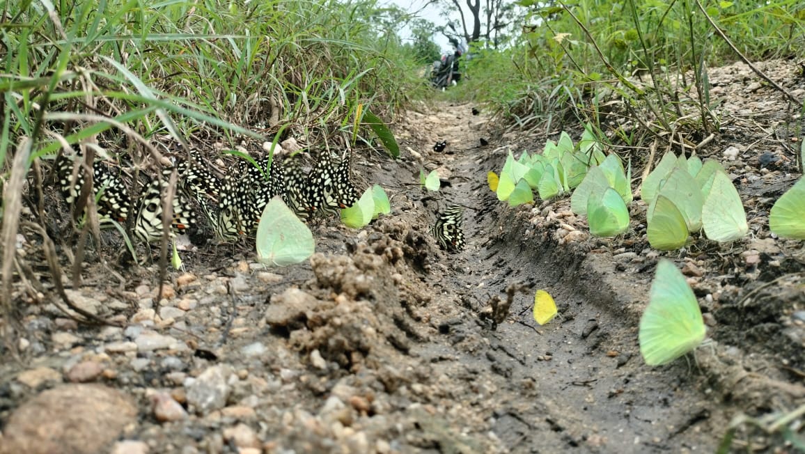 Pench National Park Management