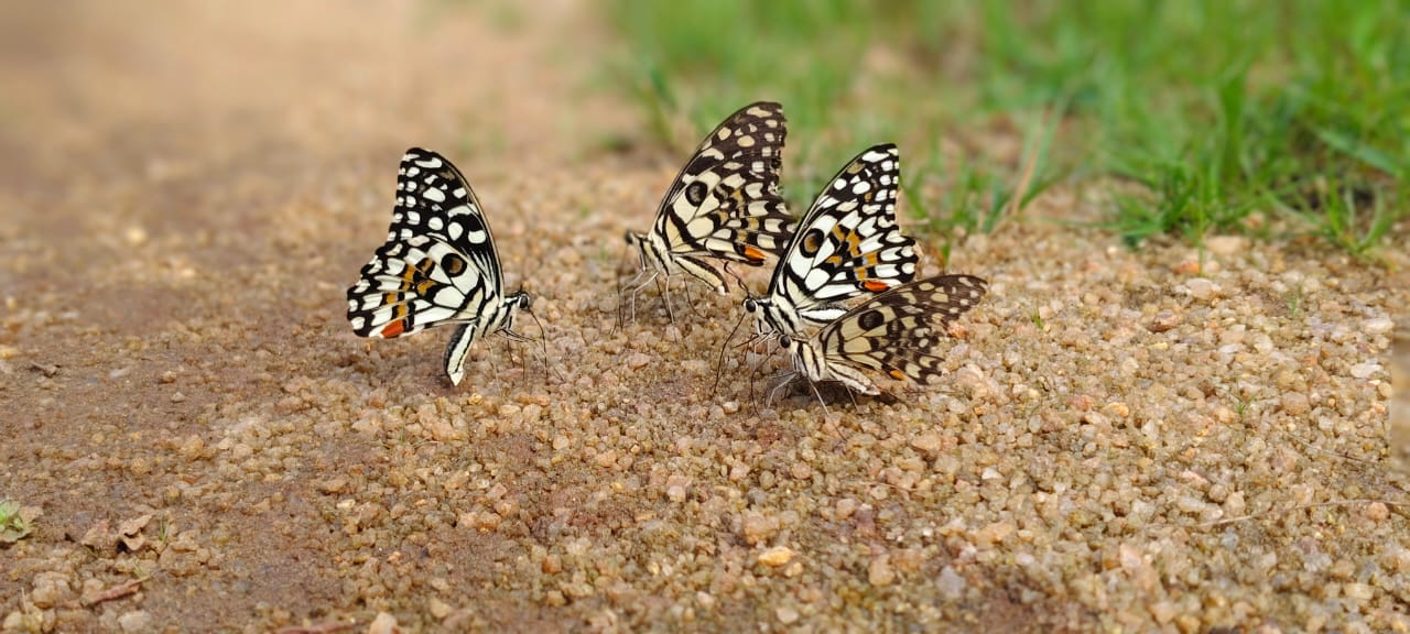 Pench National Park Management