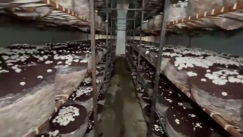 Mushroom Farming