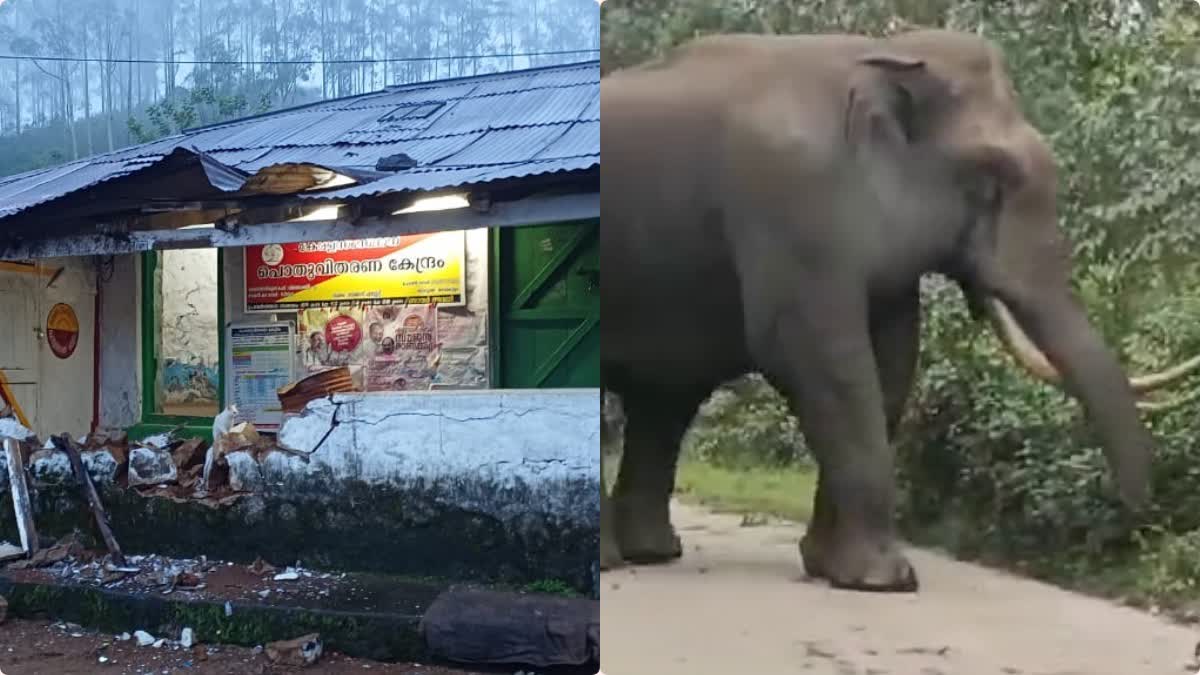 wild elephant padayappa in munnar  padayappa provoked by people  പടയപ്പയെ പ്രകോപിച്ചവർക്കെതിരെ കേസെടുക്കണം  Case Should filed Against Who Provoked Padayappa  padayappa distroy shops in munnar  wild elephant distroy fams in idukki  സൊസൈറ്റി ഫോർ പ്രിവൻഷൻ ഓഫ് ക്രൂവലിറ്റി റ്റു ആനിമൽസ്  മ്യഗ സംരക്ഷകർ അധിക്യതർക്ക്‌ പരാതി നൽകി  ഇടുക്കിയിൽ കാട്ടാന ശല്യം  മൂന്നാറിൽ കാട്ടാന ആക്രമണം തുടർ കഥയാകുന്നു