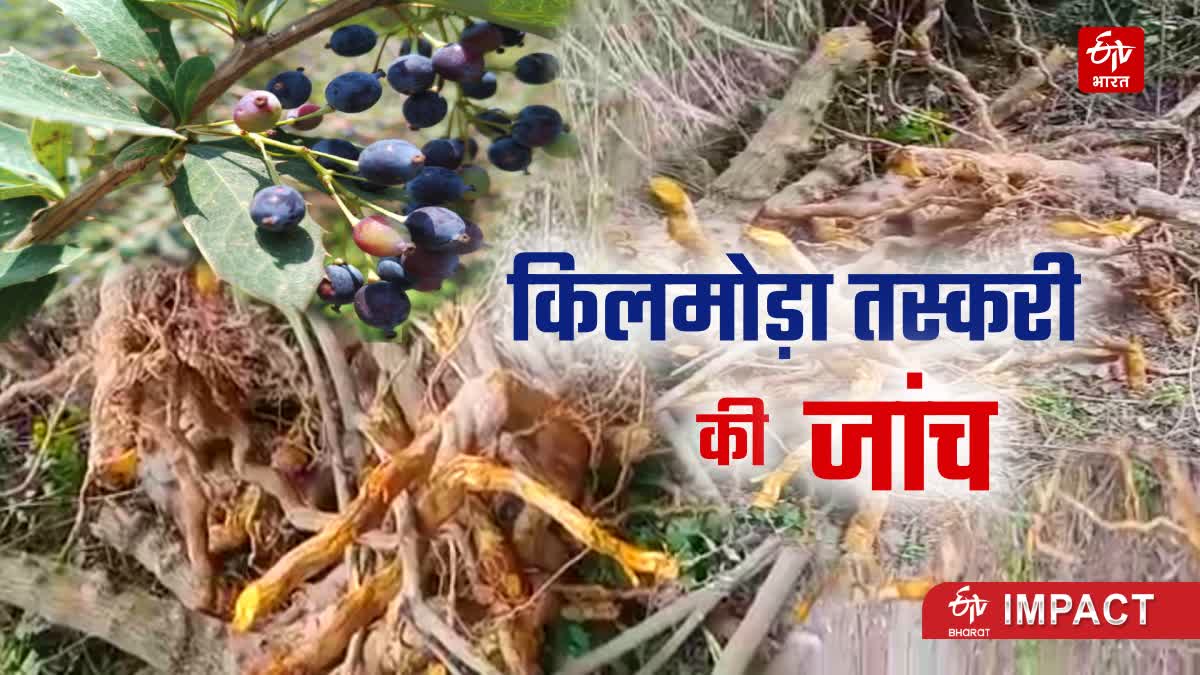 किलमोड़ा जड़ी बूटी की अवैध तस्करी मामले पर जांच के आदेश, ईटीवी भारत की ...