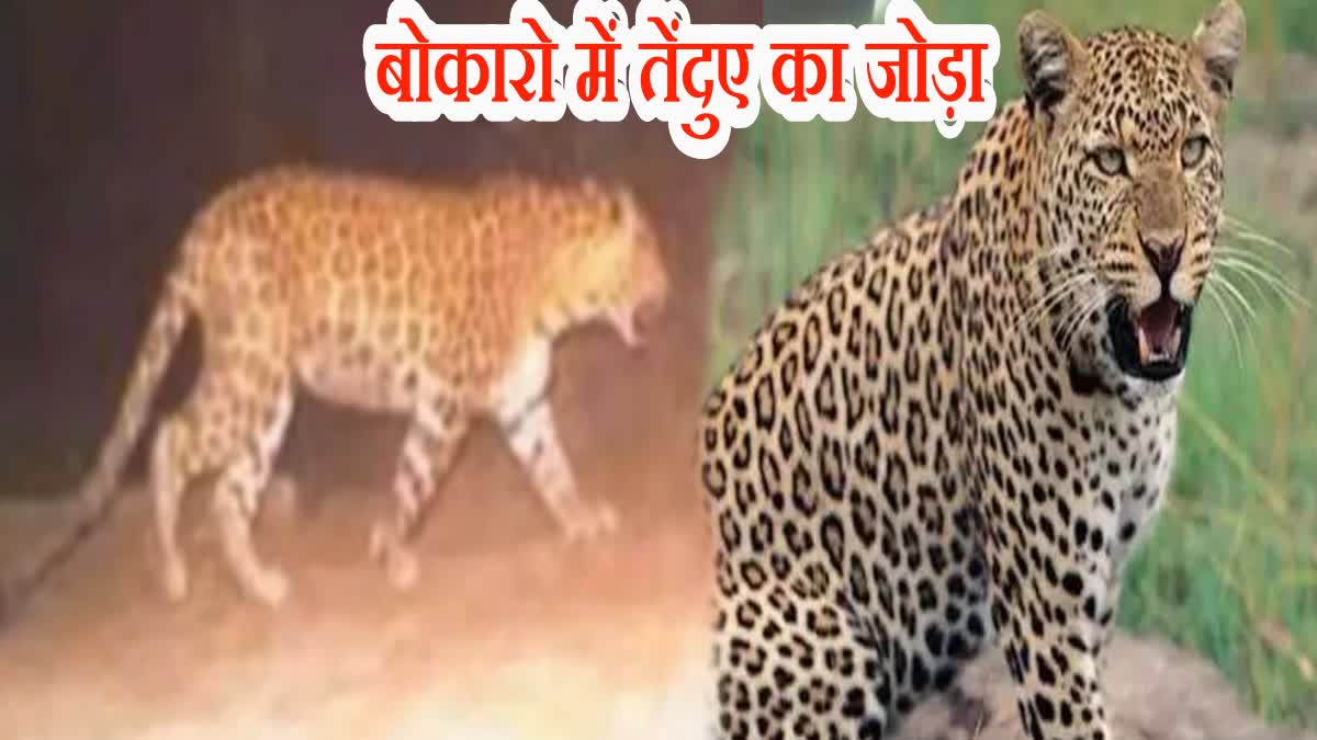 Etv BharatPair of leopards in Bokaro Jharkhand