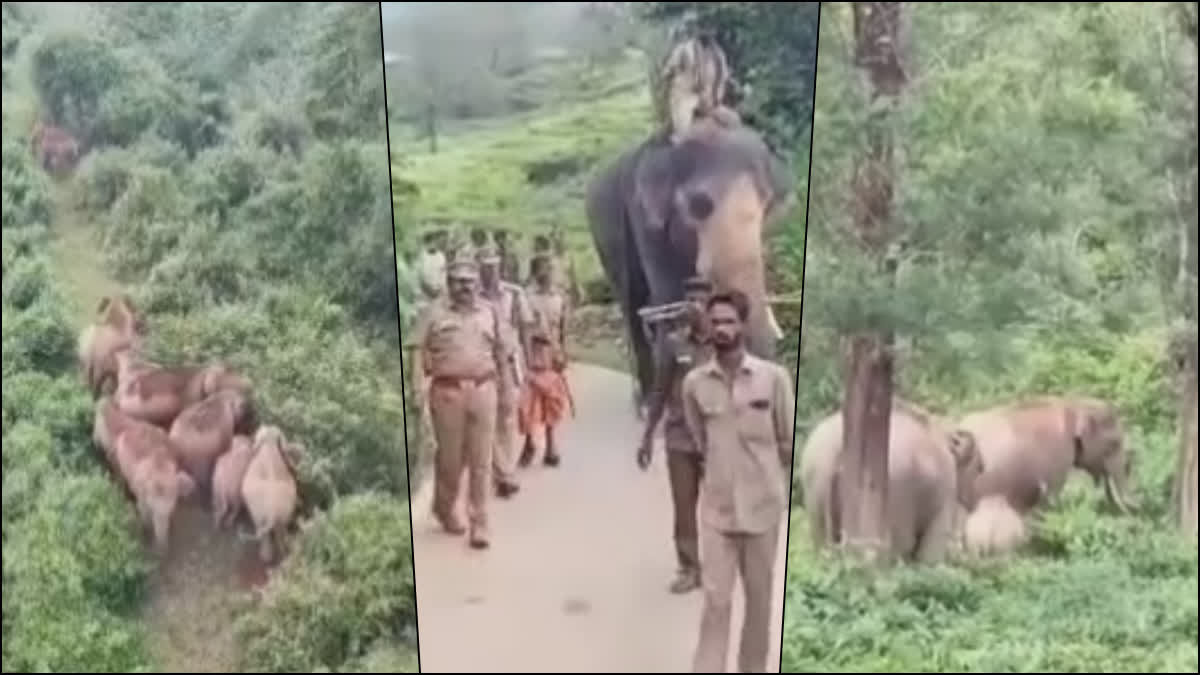 ஊருக்குள் உலா வரும் யானையை விரட்ட வனத்துறையினர் நடவடிக்கை