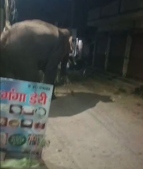 Elephant in Haridwar