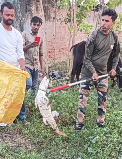 Elephant in Haridwar