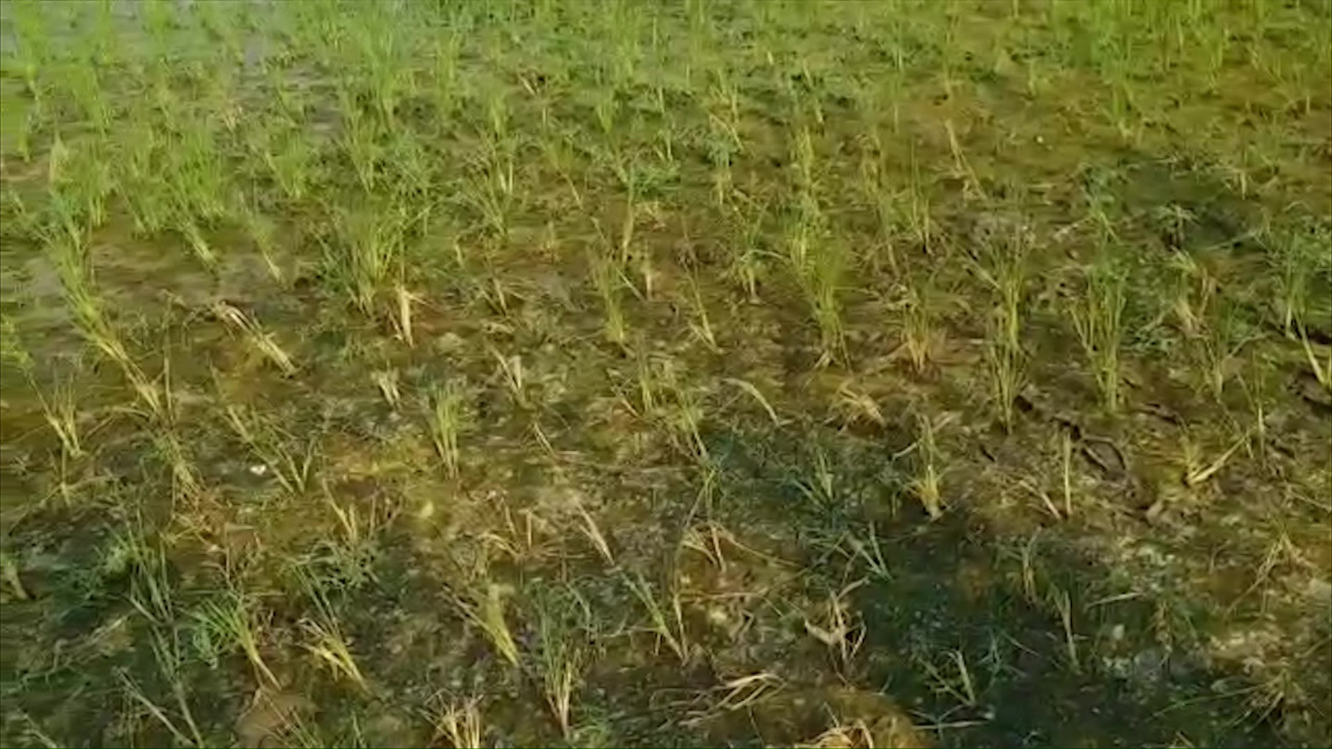 crops drying up due to lack of irrigation