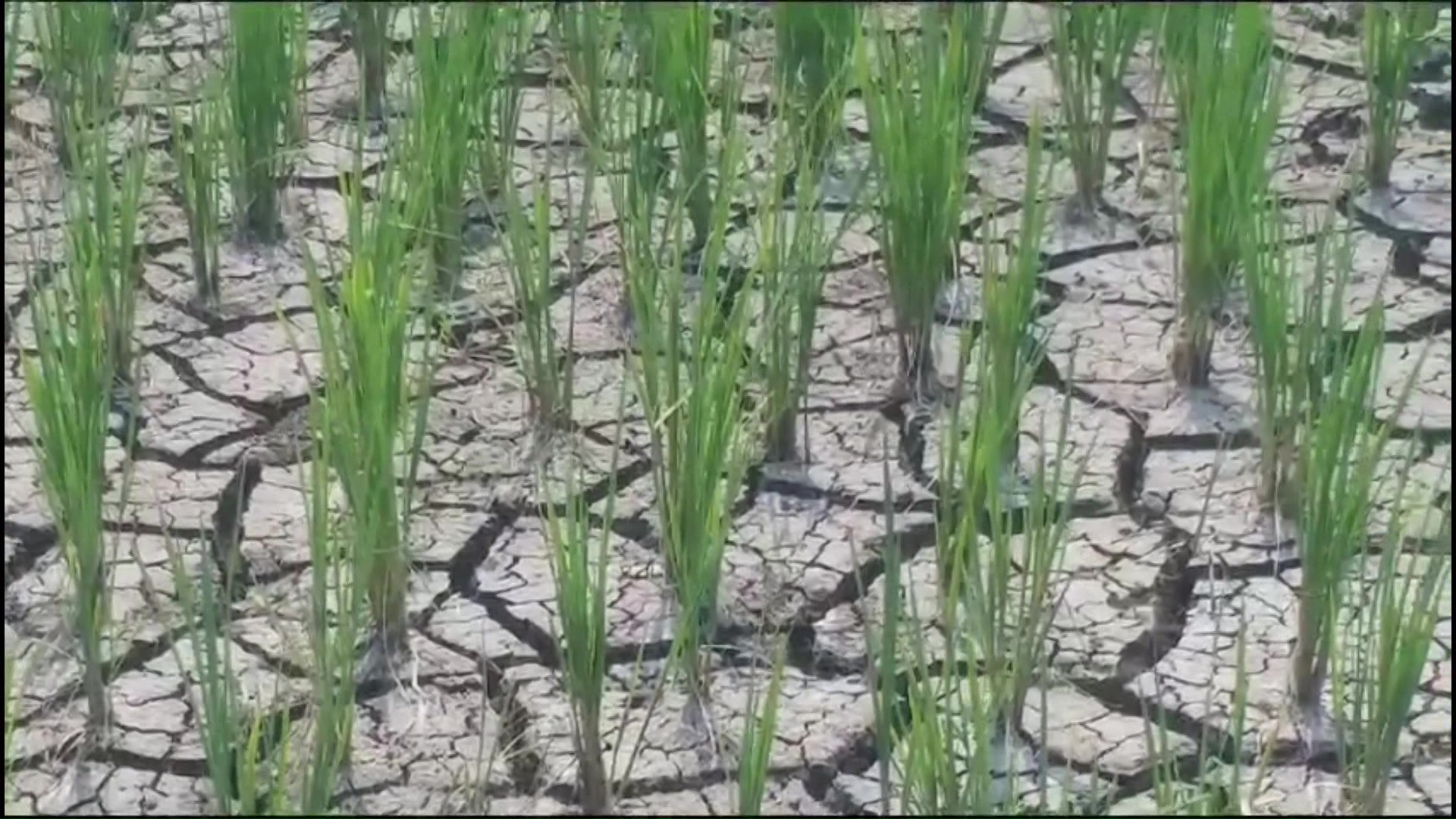 crops drying due to water crisisi