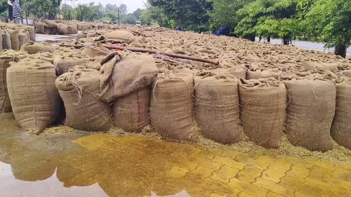 Paddy Wet in Kurukshetra Grain Market