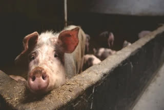 African swine fever outbreak in Manipur