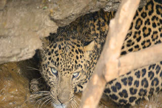 ratlam employee attacked by leopard