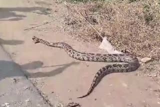 Python_Halchal_in_Guntur_Dist