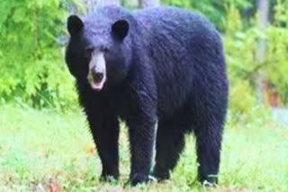 Panna Farmer Attacked by Bear