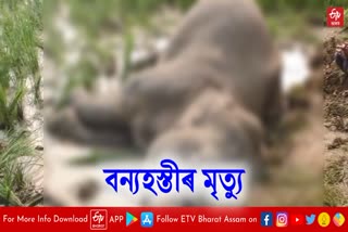 Wild elephant died