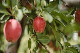 6 delicious types of apples cultivated in India