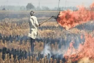 Stubble Burning In Rohtak