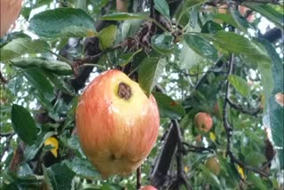 hailstorm-damaged-fruit-orchards-in-kashmir-farmers-worried