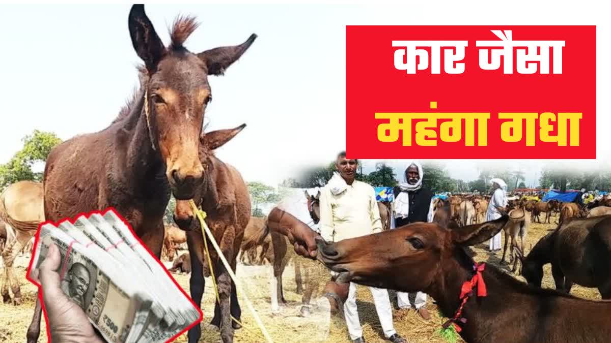 up barabanki donkey fair donkeys worth up to rs 3 lakhs come for sale latest news